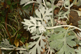 Artemisia stelleriana 'Mori' RCP7-06 131.jpg